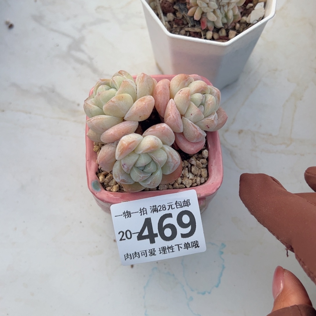 冰玉多肉多肉多肉多肉