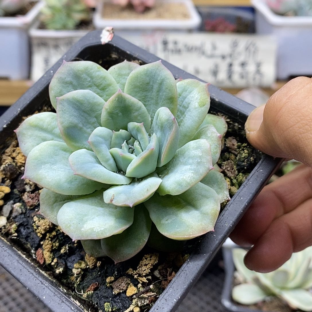 14137 泡泡纱裙多肉