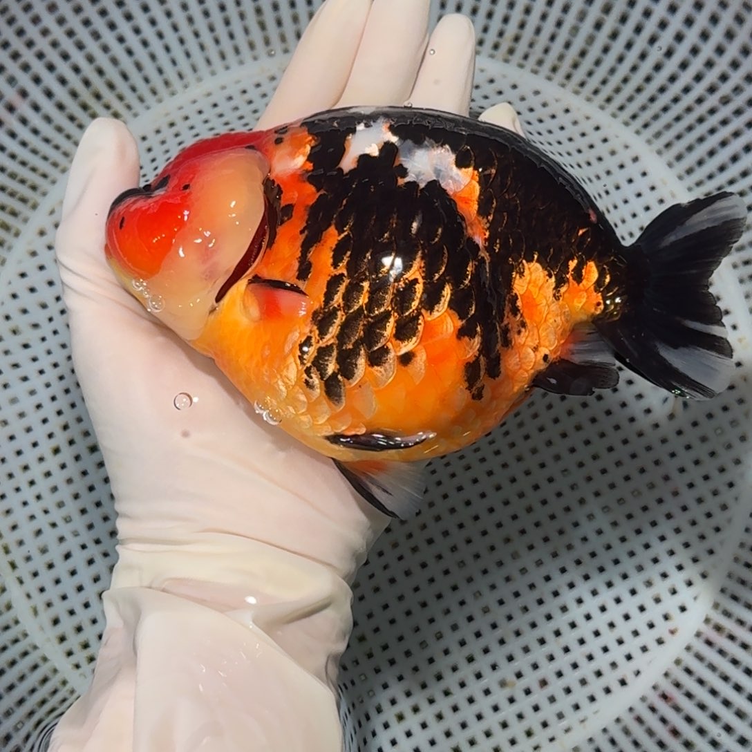 金鱼精品高货兰寿