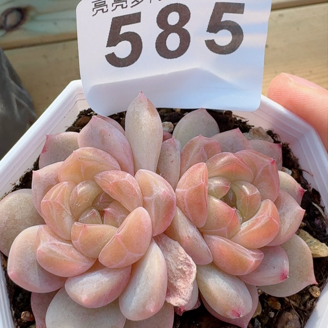 黛玉冰魄      多肉植物开播福利捡漏