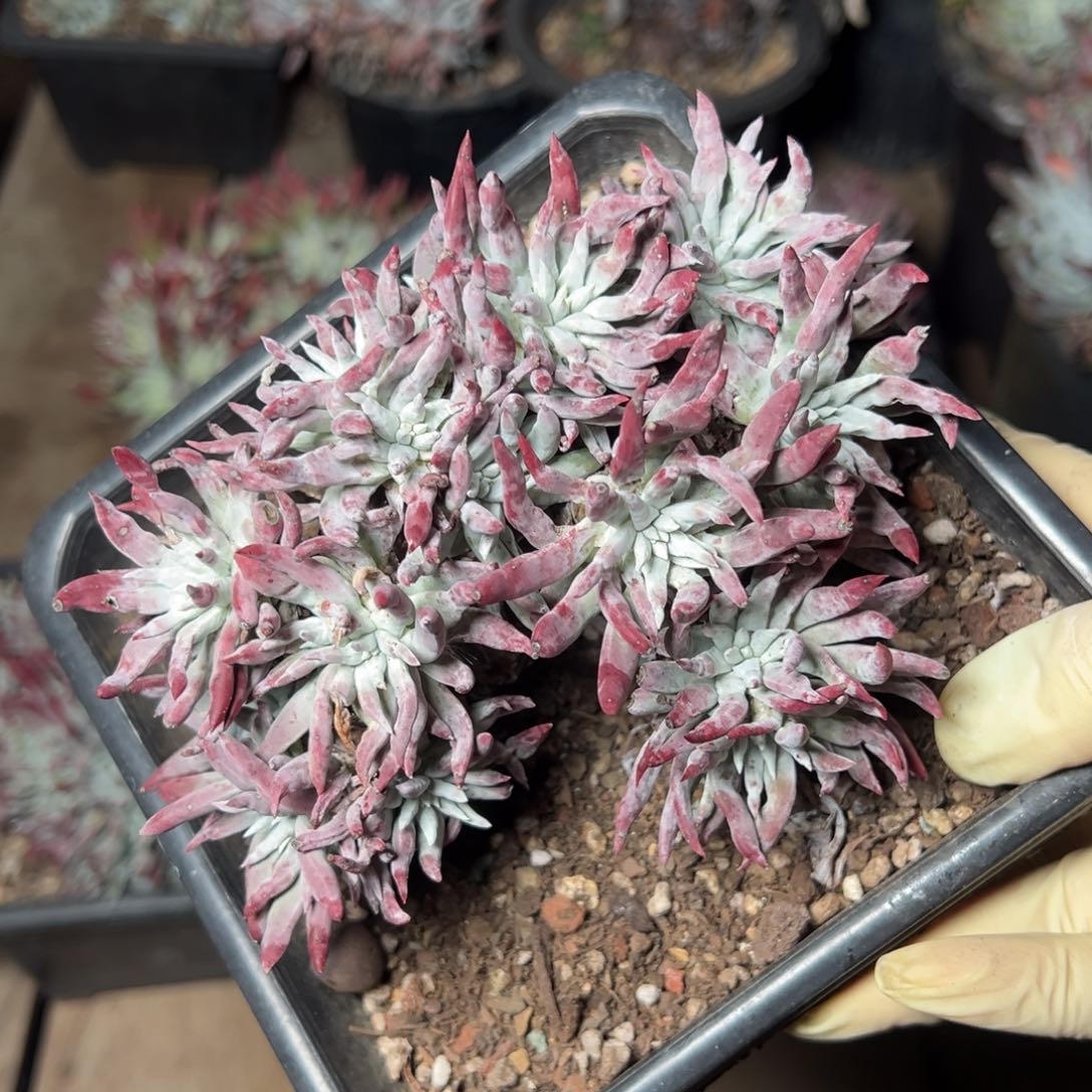 2747海瑟菊哈哈哈哈哈哈哈