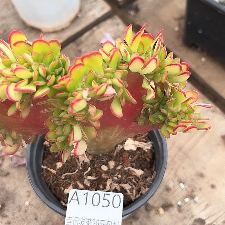 幸运的是我的朋友