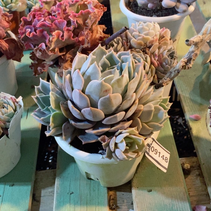 【闪购商品】露西娜09148