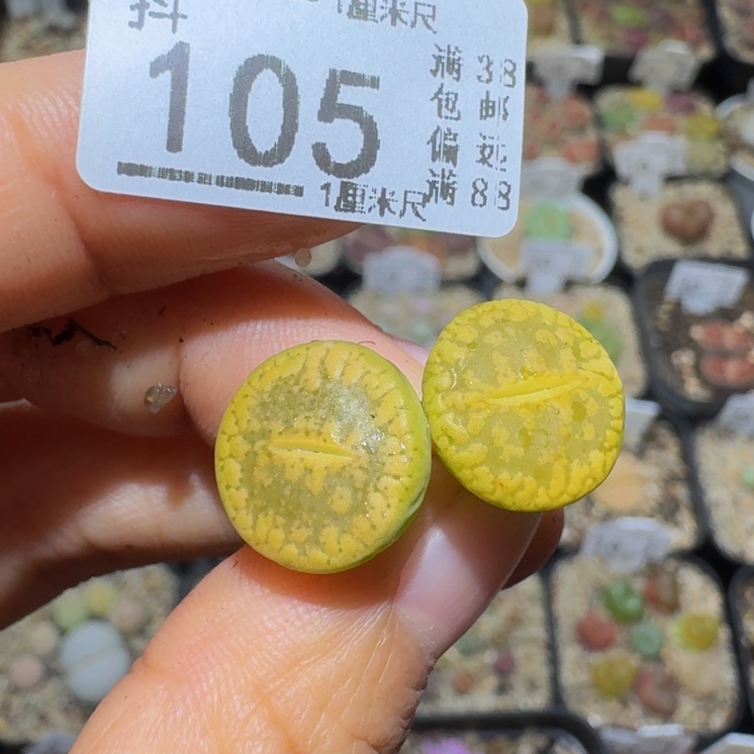 a***aSsss精品生石花105