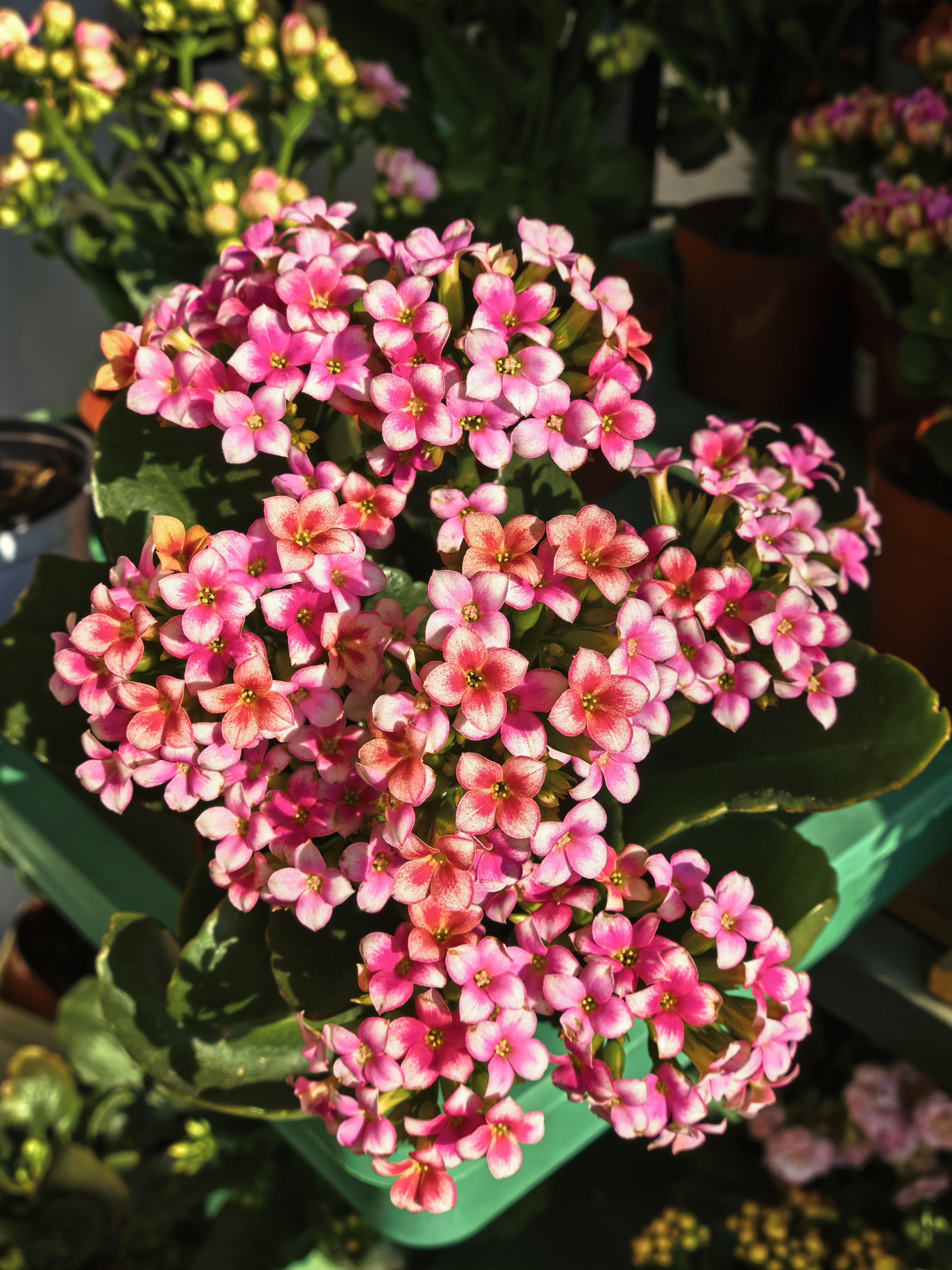 24新品 星簪 110盆