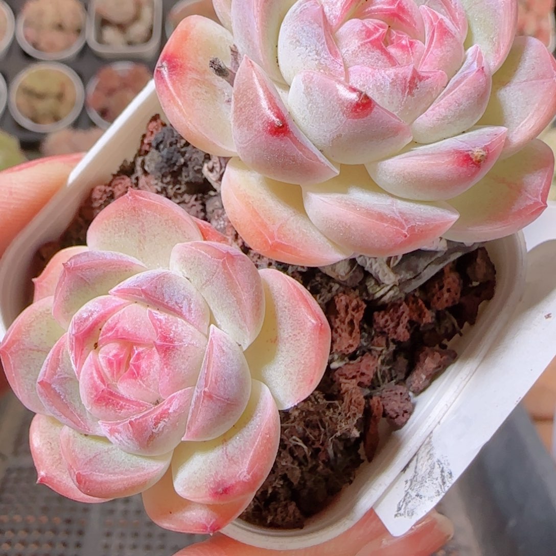 花语多肉1208-323溏心