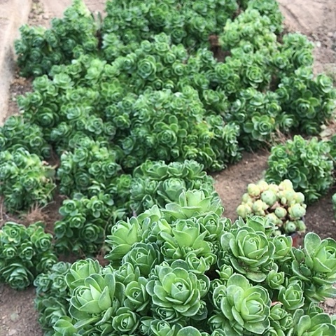 好**在山地玫瑰一棵多肉12