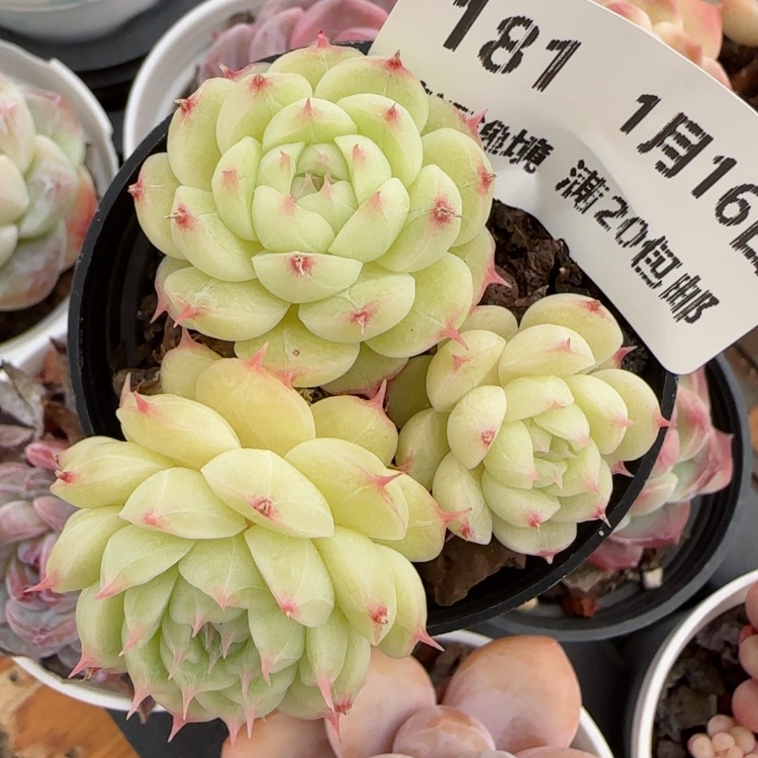 花语逸镜0116-181海王