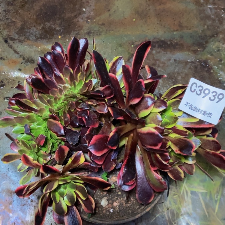 【闪购商品】3939欧嘉莉多肉