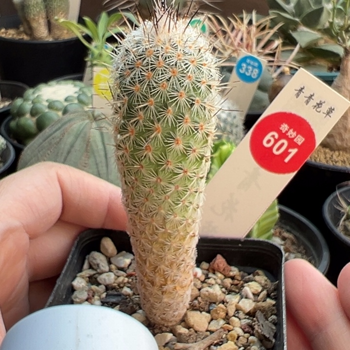 实生萨拉戈萨2.7cm一棵仙人球