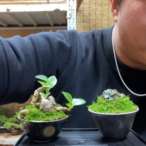 红陶一物一拍所见即所得119