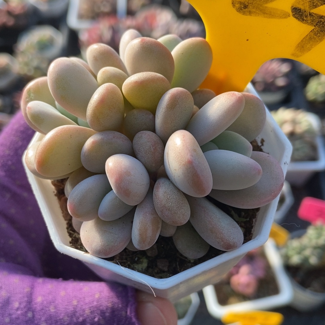 1624粉兔多肉植物多肉