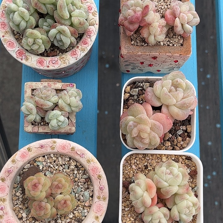 窝***味冰玉6盆精控小老桩