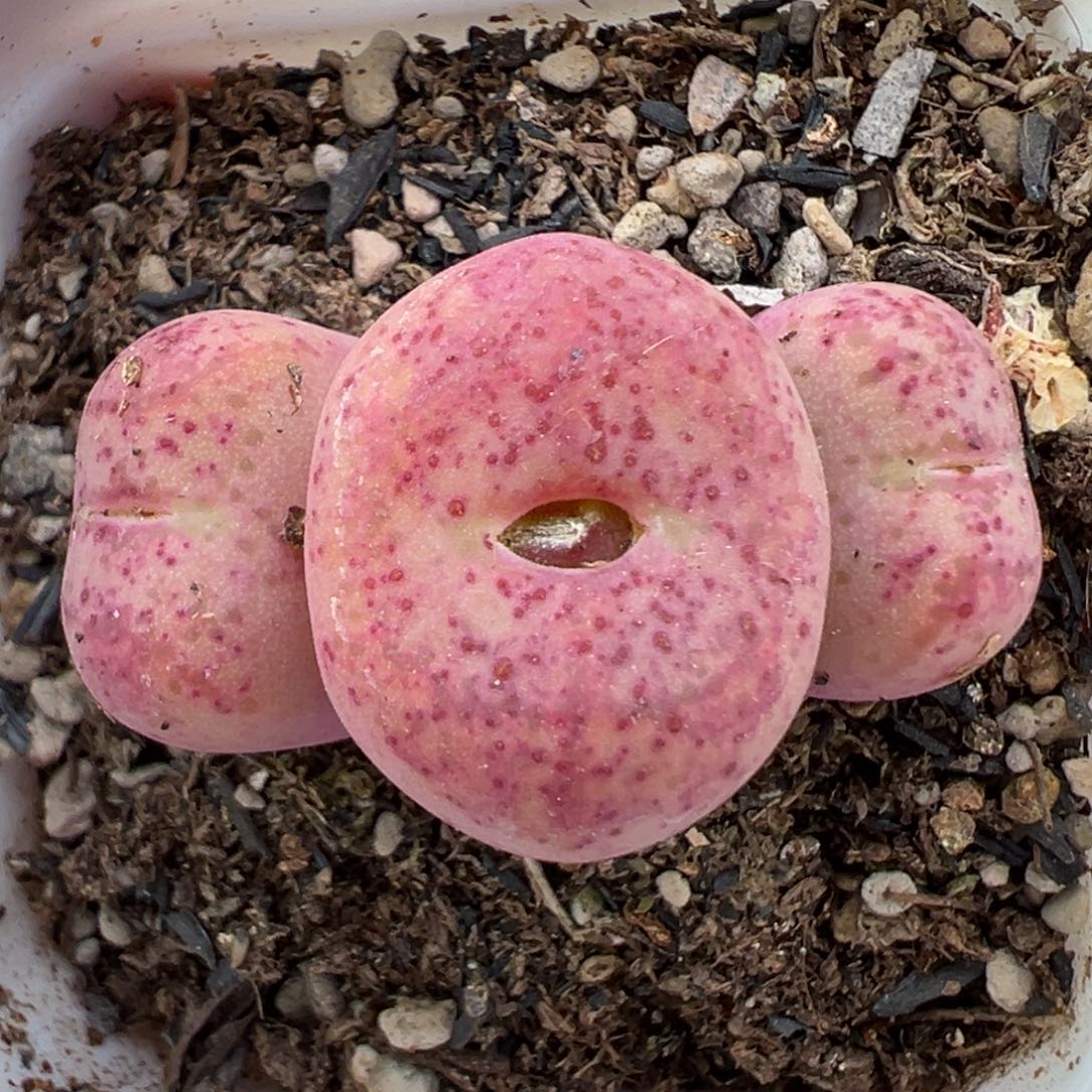 2.16好看的多肉940