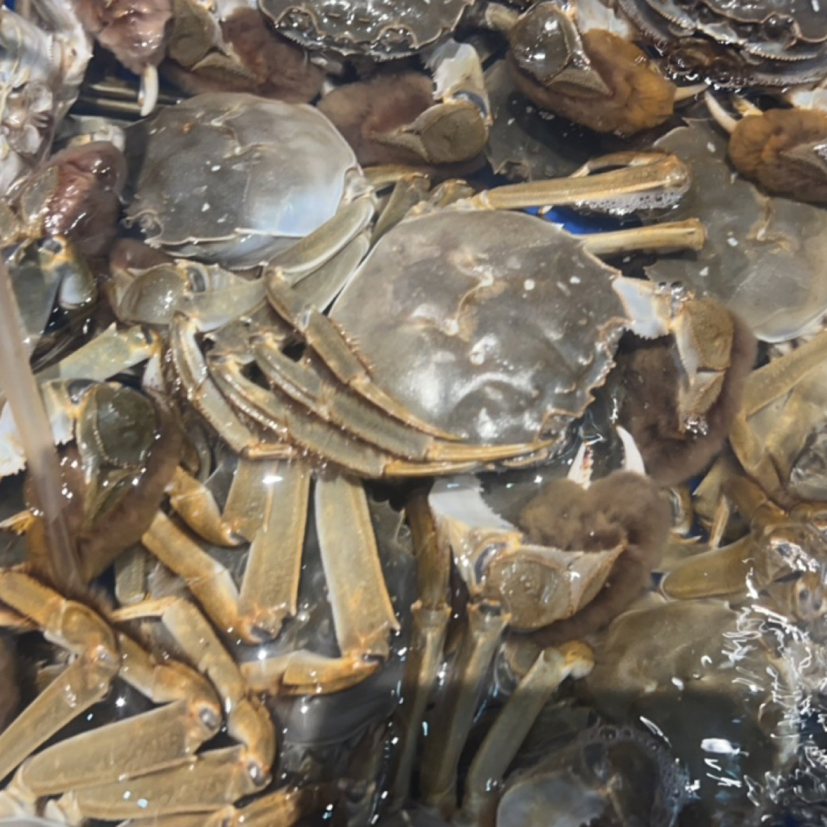 单只约3两大公河蟹（微微有膏）