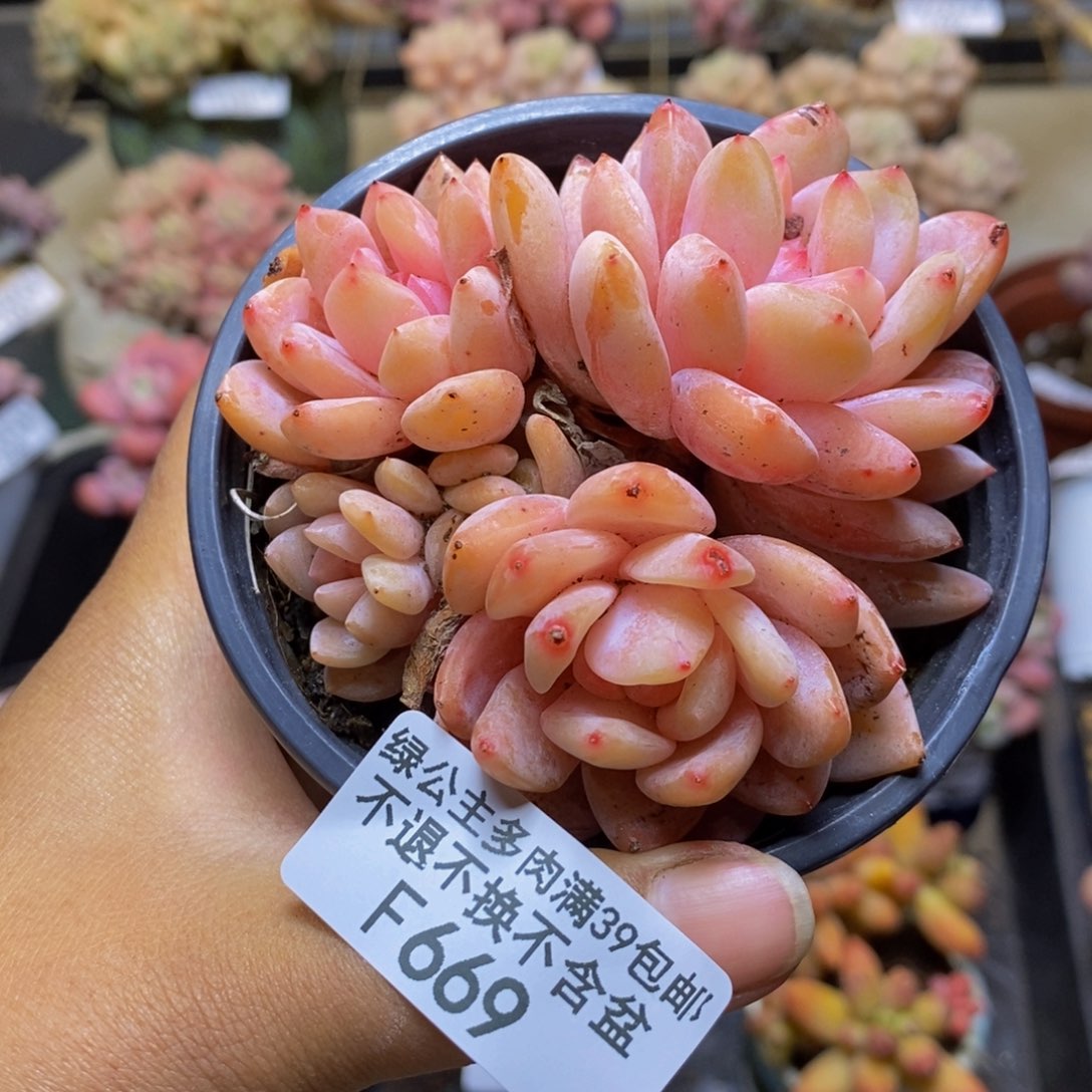 669橙梦露多肉7c m