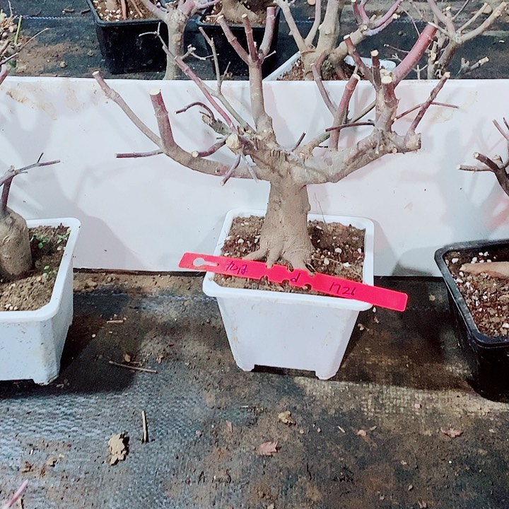 完全开放枫树星星