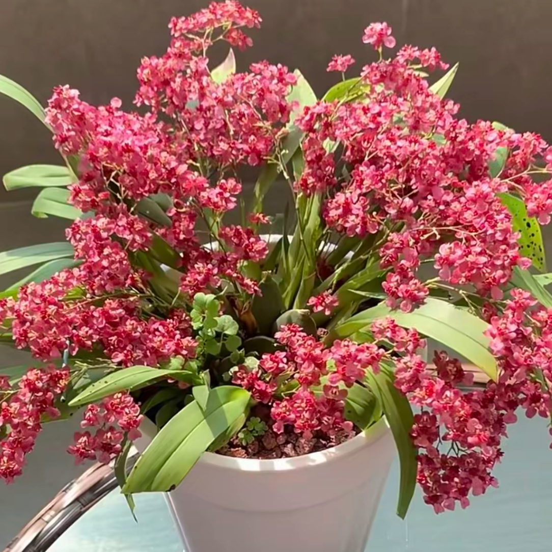 文心兰红色花剑花苞浓香盆栽花卉兰花室内【5支花剑以上发货】