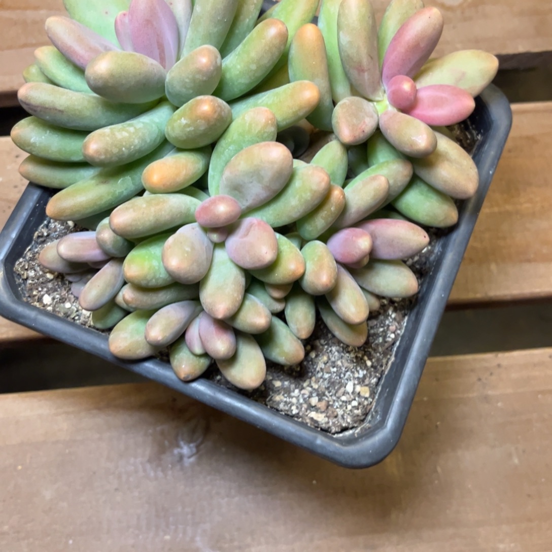 糖果美人脱土发货，，，