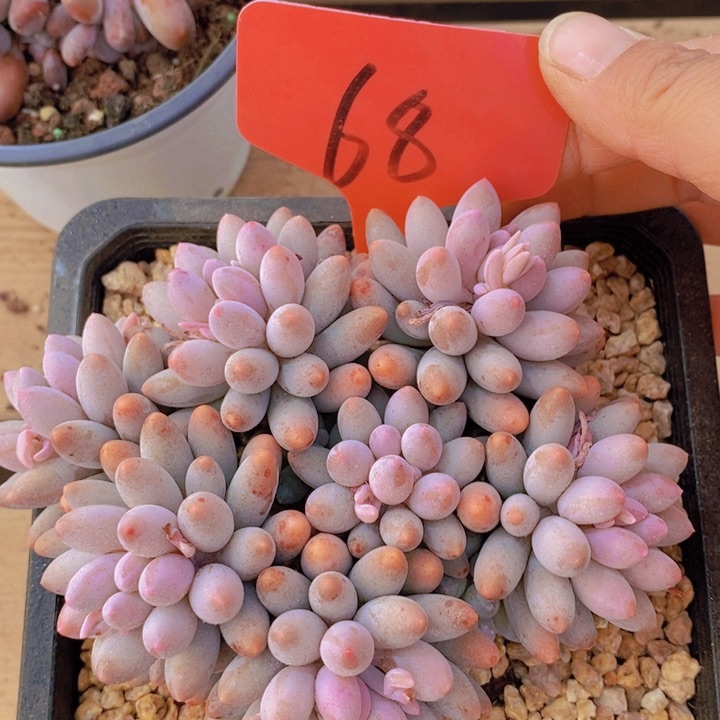 你就不要想这些乱七