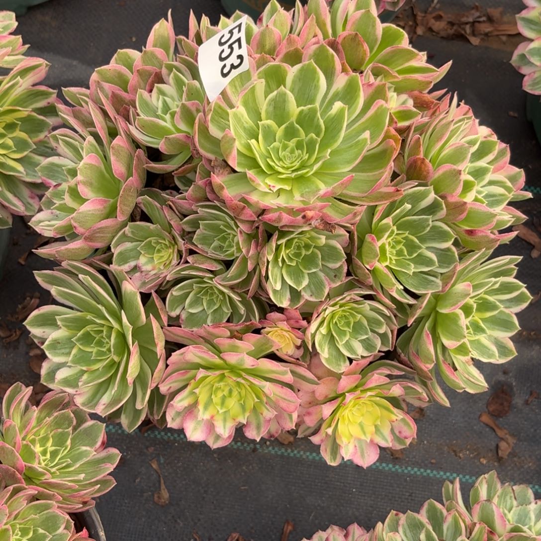 553海鲜多肉植物多肉植物