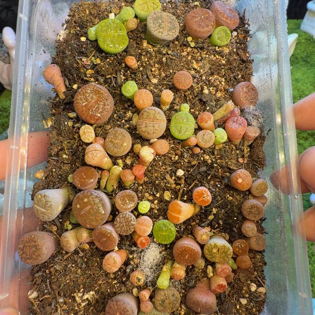 跳***跳多肉葡萄的季节性1433