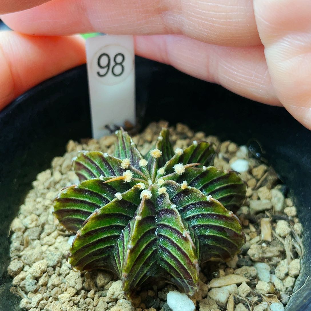 非偏远地区满25发货仙人球