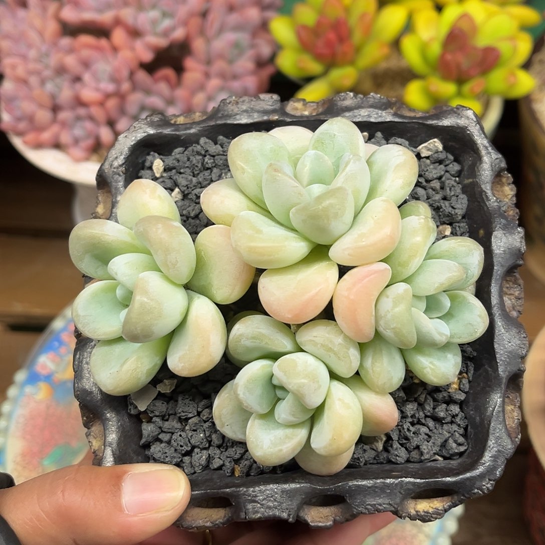 玉麒麟一物一拍拍