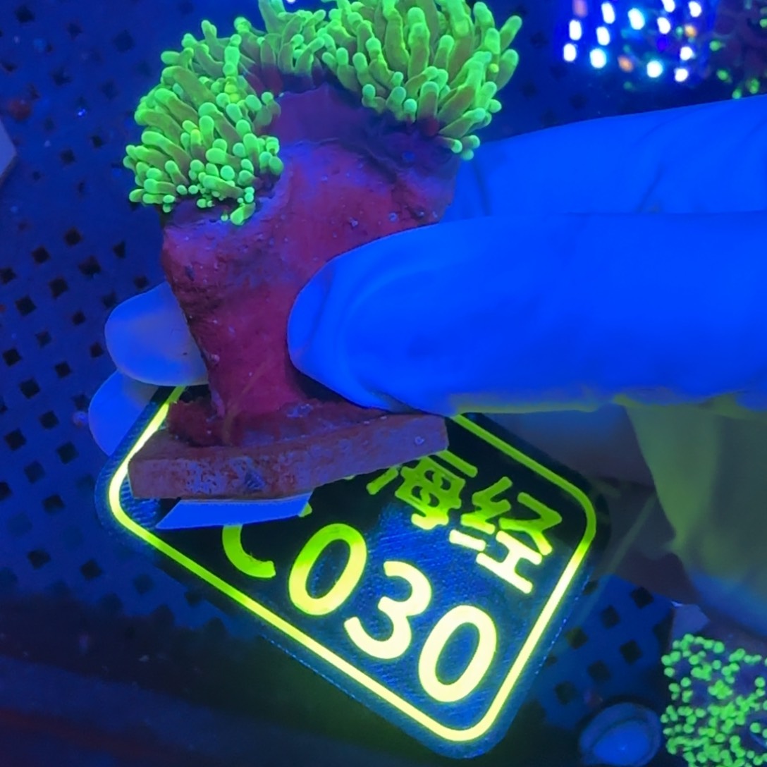 同***。纽扣珊瑚晓晓不包邮露骨内包肉仙本那霓虹金C030