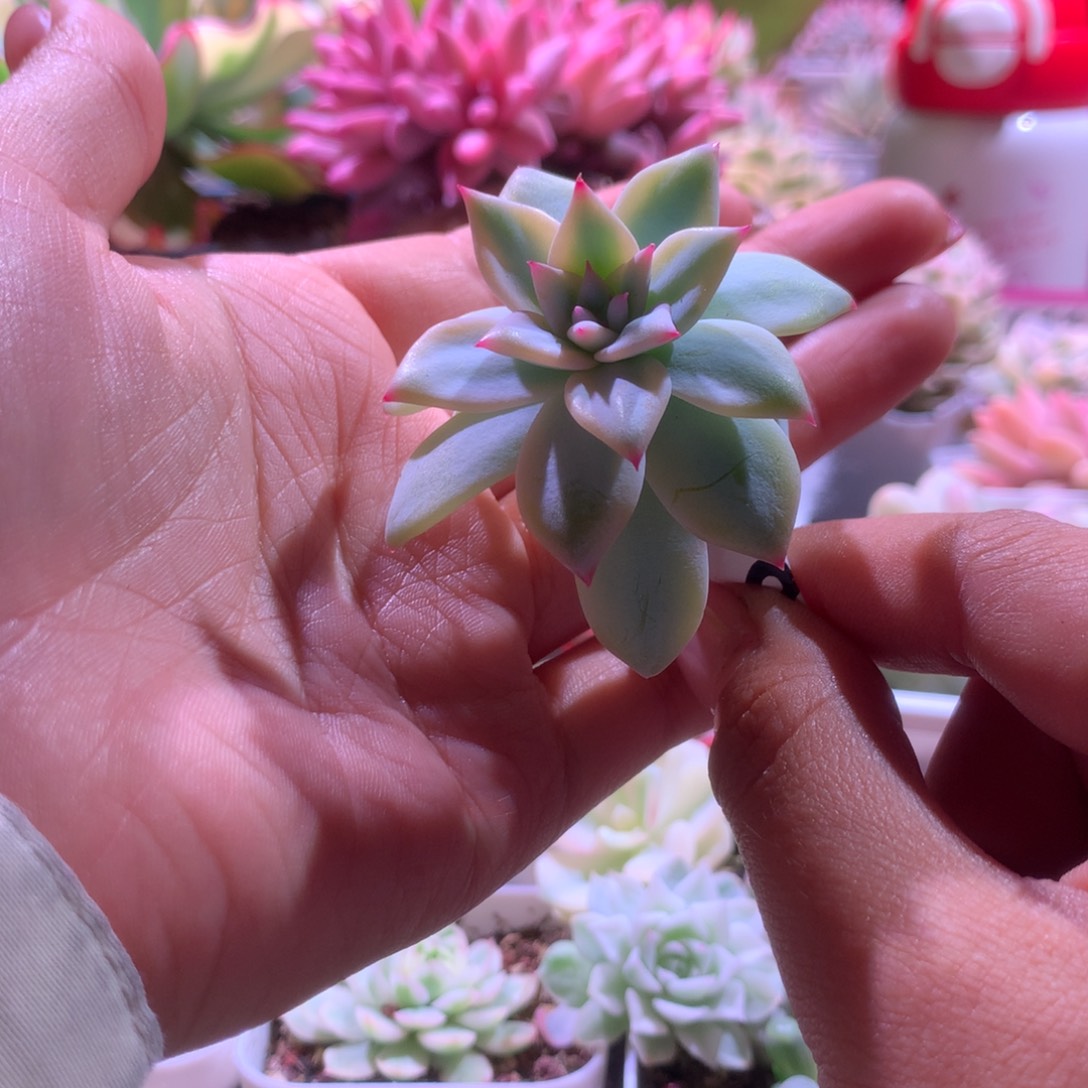 粉蓝鸟覆轮锦砍头有杆子