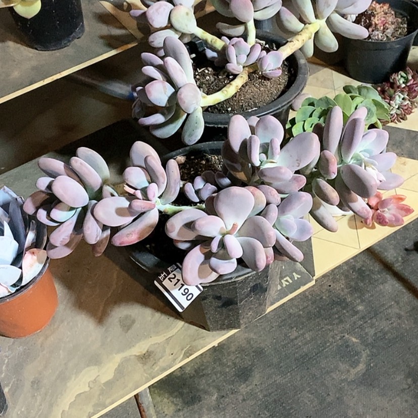 【闪购商品】大叶奶21190