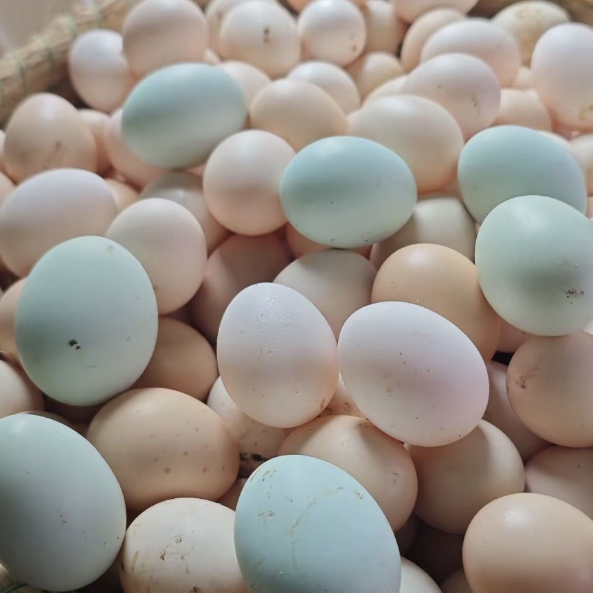 30枚散养新鲜土鸡蛋正宗原产地现捡现发农家土鸡蛋