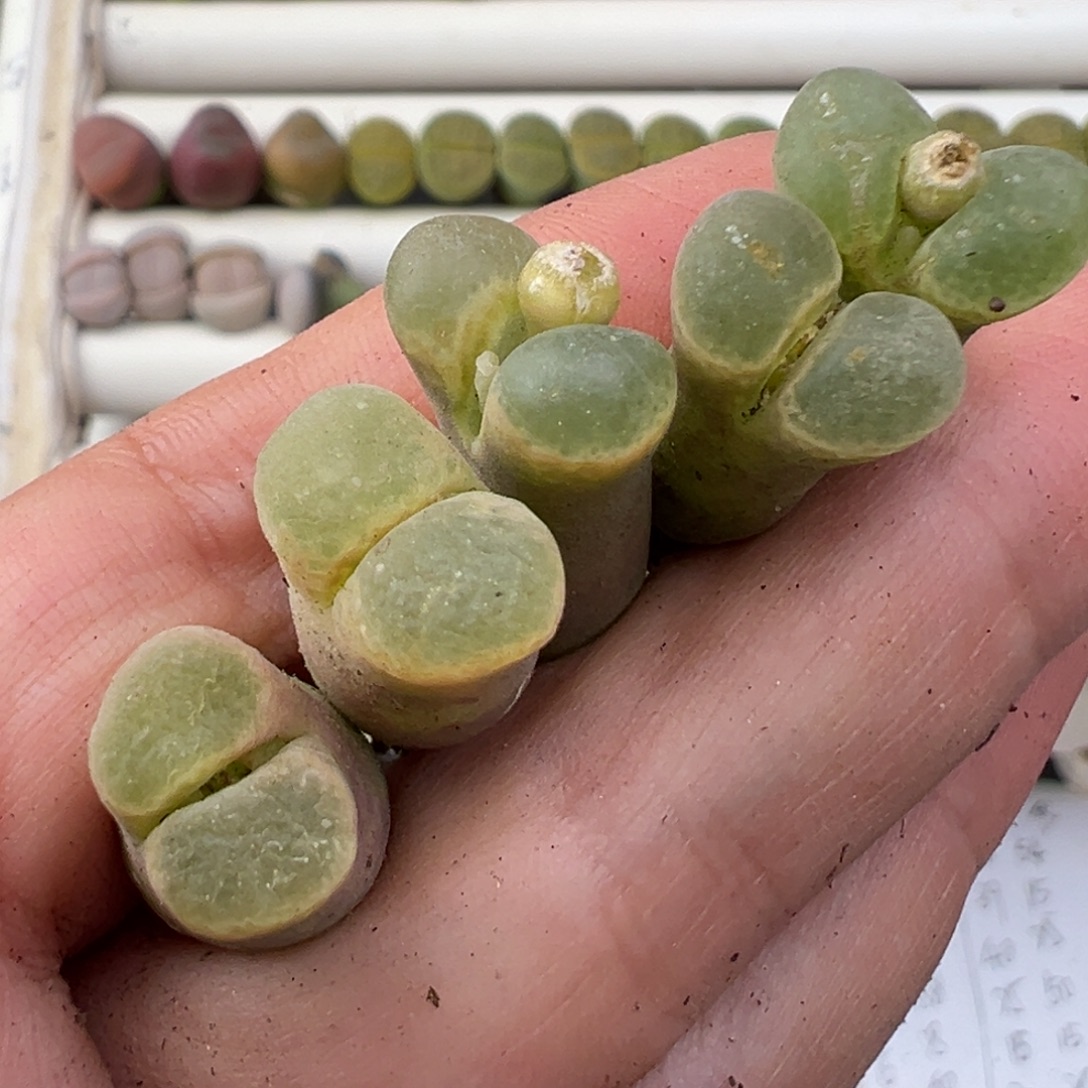 12.11好看的多肉脱土发货751