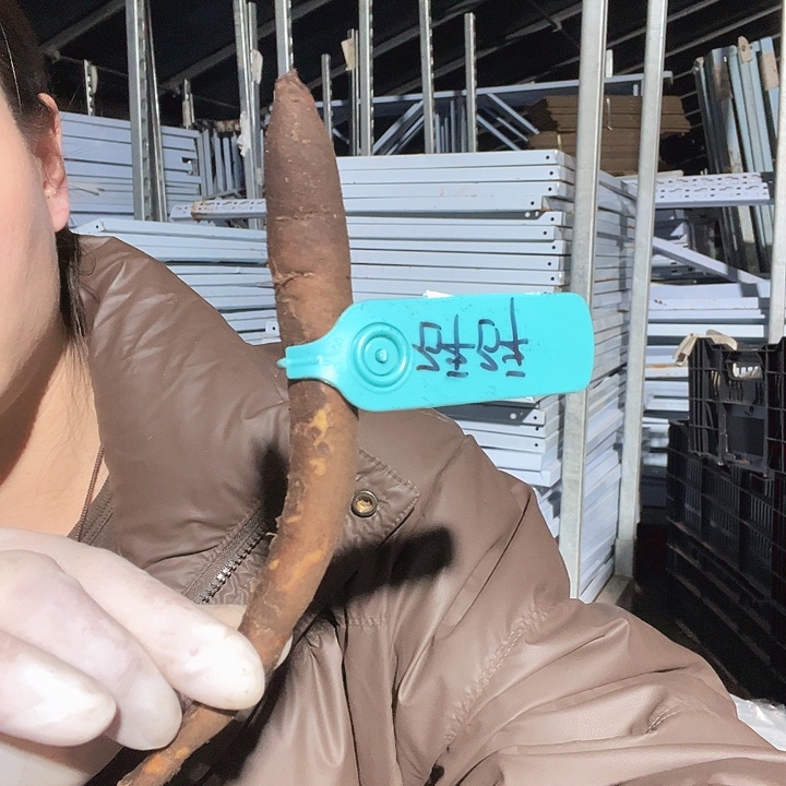 当前无花栽培后可以开花砰砰根