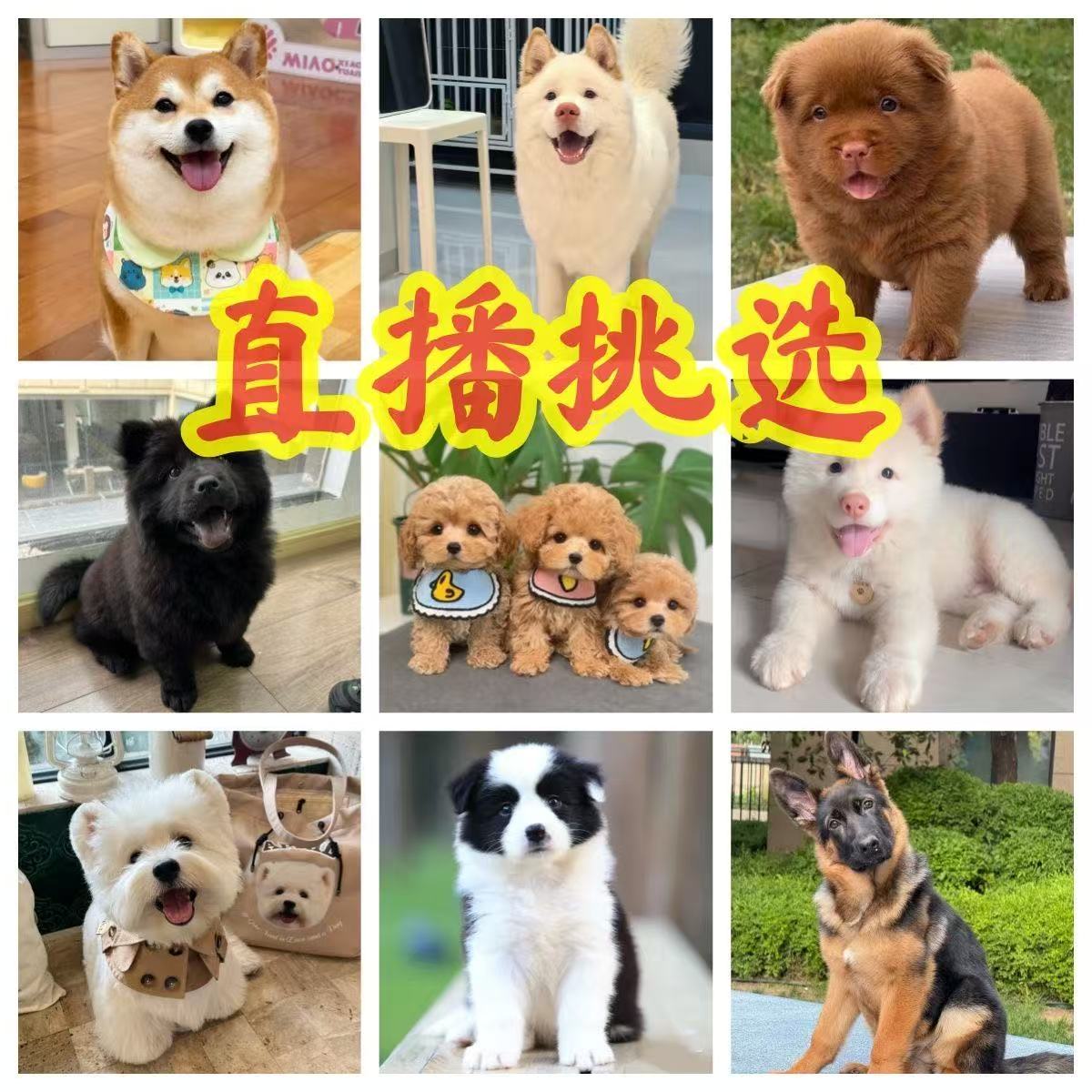 直播间挑选杜宾卡斯罗萨摩耶金毛德牧比熊犬边牧拉不拉多幼犬活体