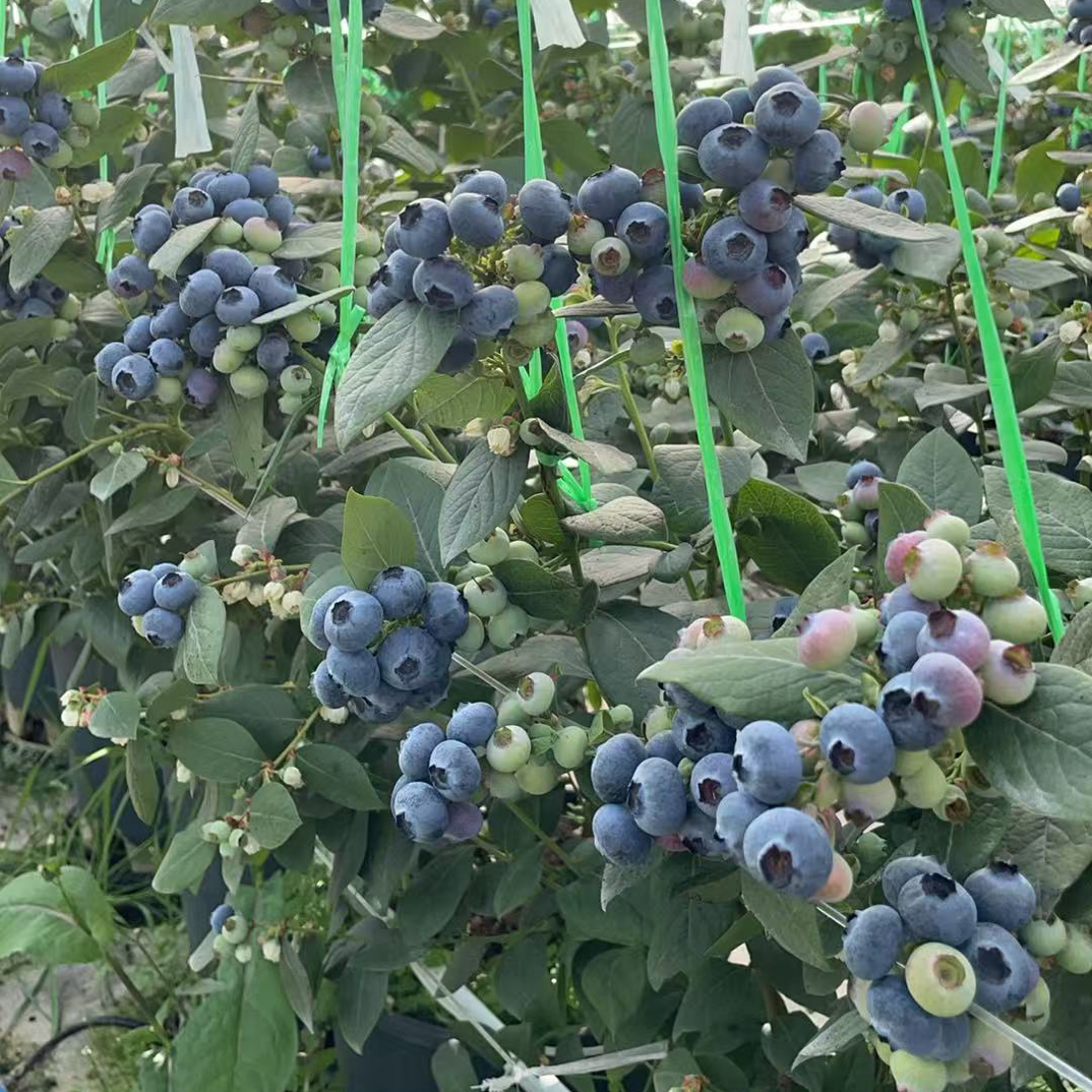 蓝莓树苗大果蓝莓果树花园种植基地直播带花带果一物一拍云南发货