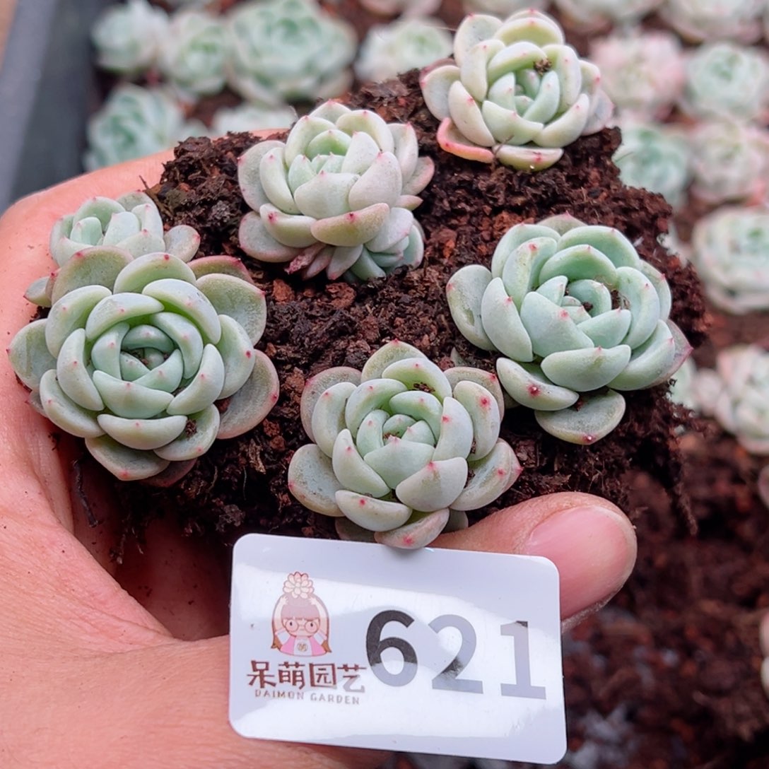 多肉植物多肉植物