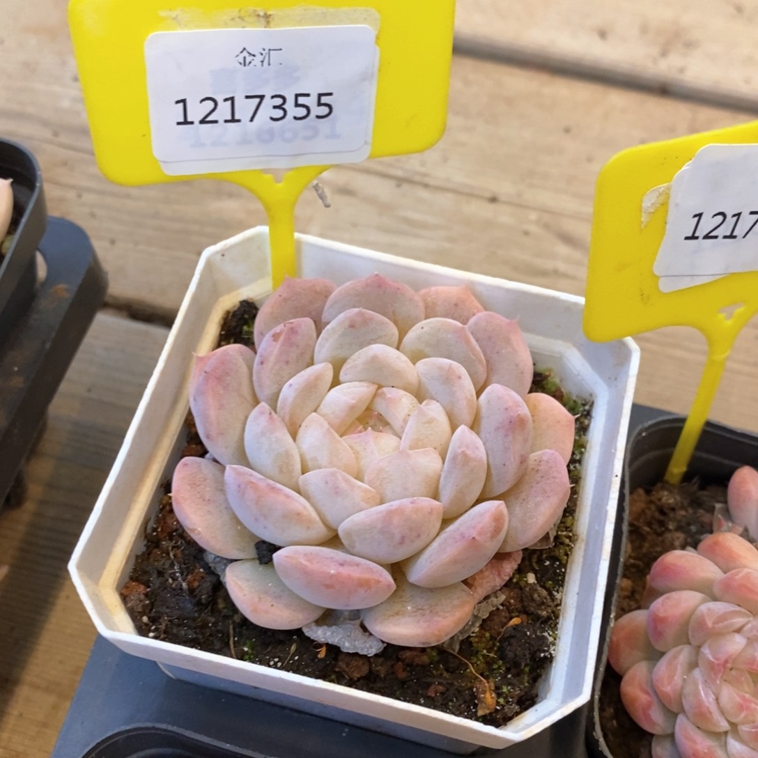 福利多多。1217355