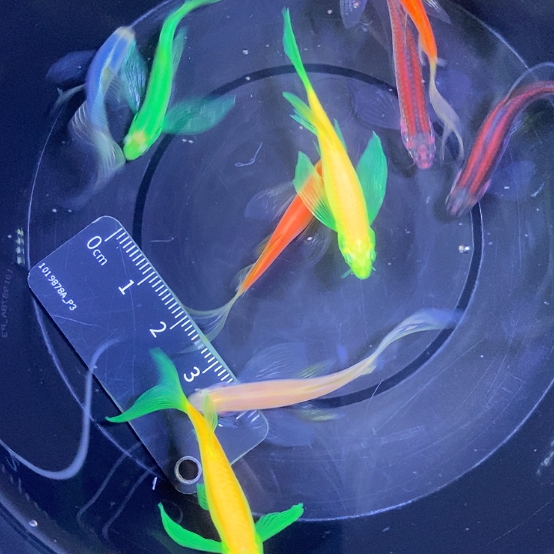 斑马鱼蝶翼斑马3.5-4厘米10条