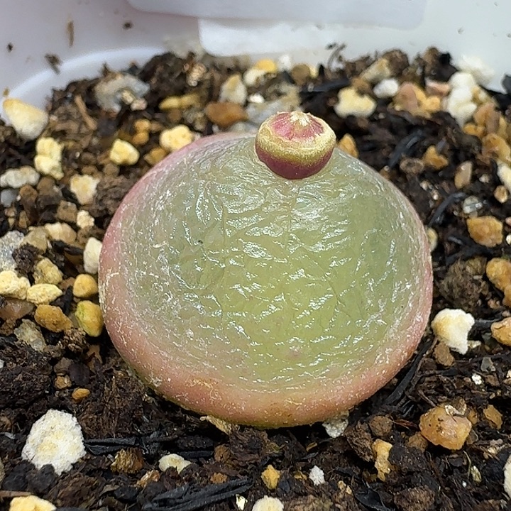 老马生石花2.5灯泡1011