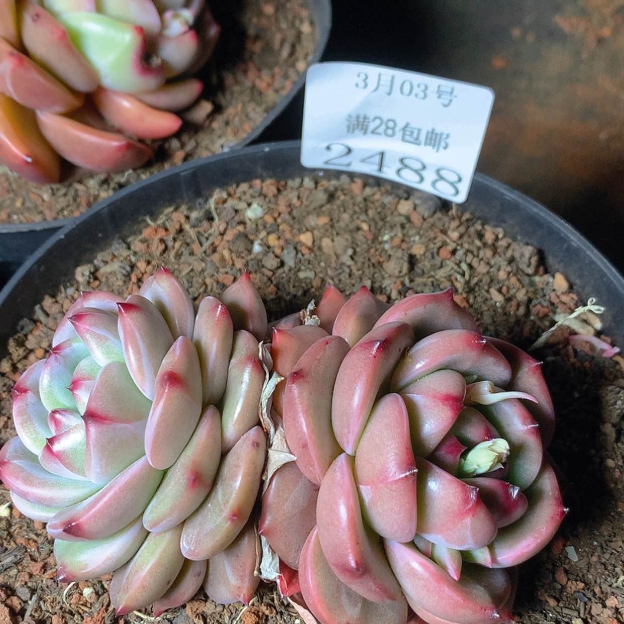 【闪购商品】云2488