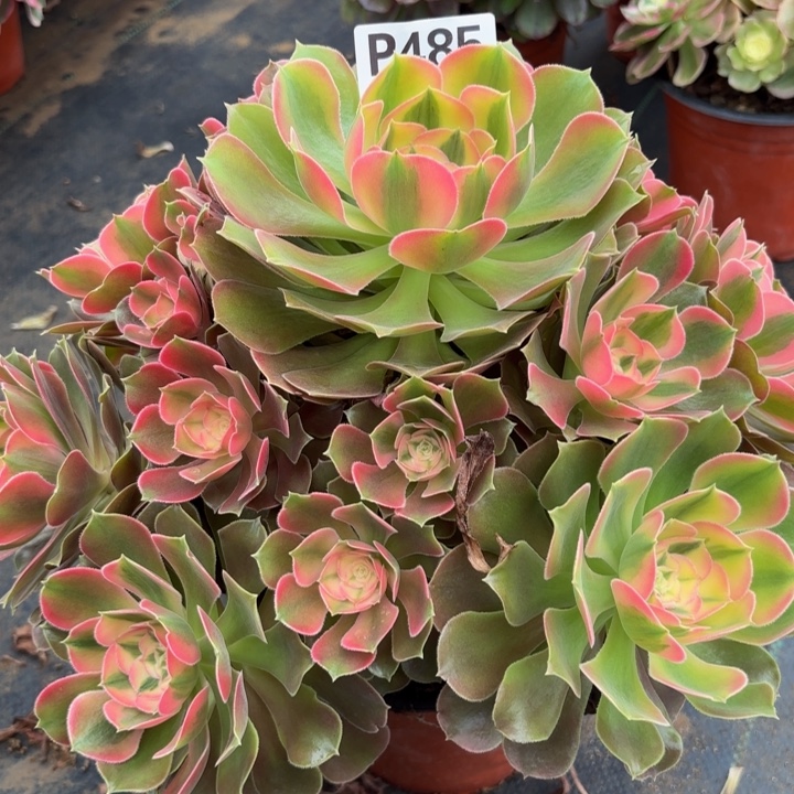 瑞妈多肉植物，485.香妃