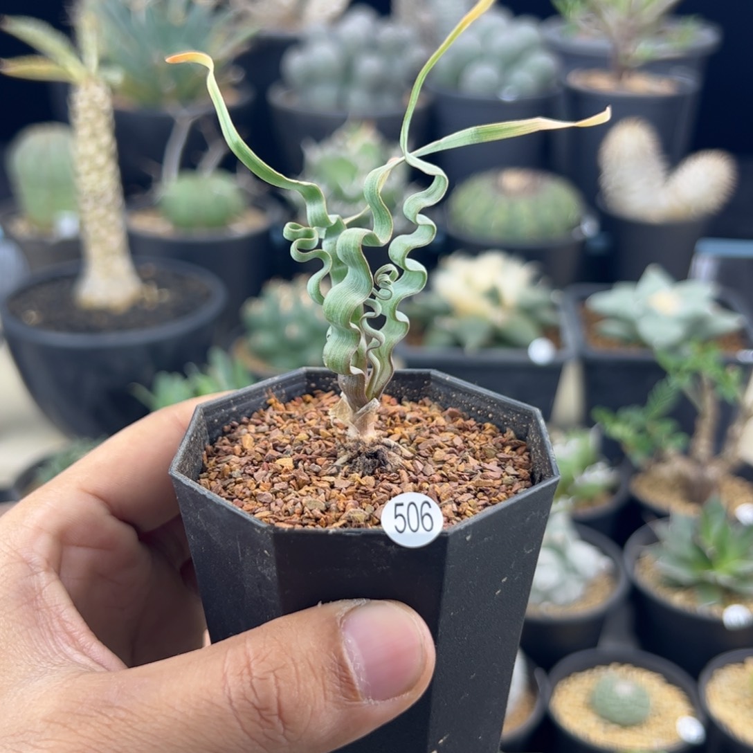海带弹簧草一物一拍
