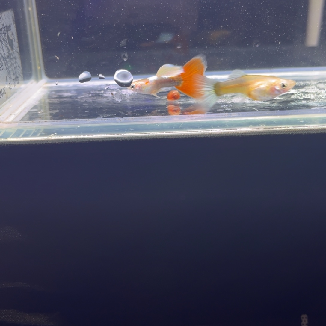 孔雀鱼孔雀鱼孔雀鱼