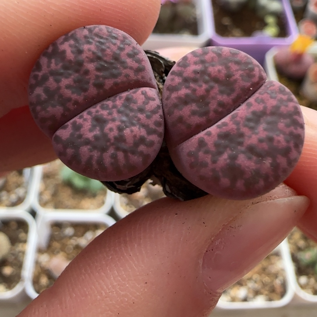 11.8。爱萌紫石榴生石花。8034