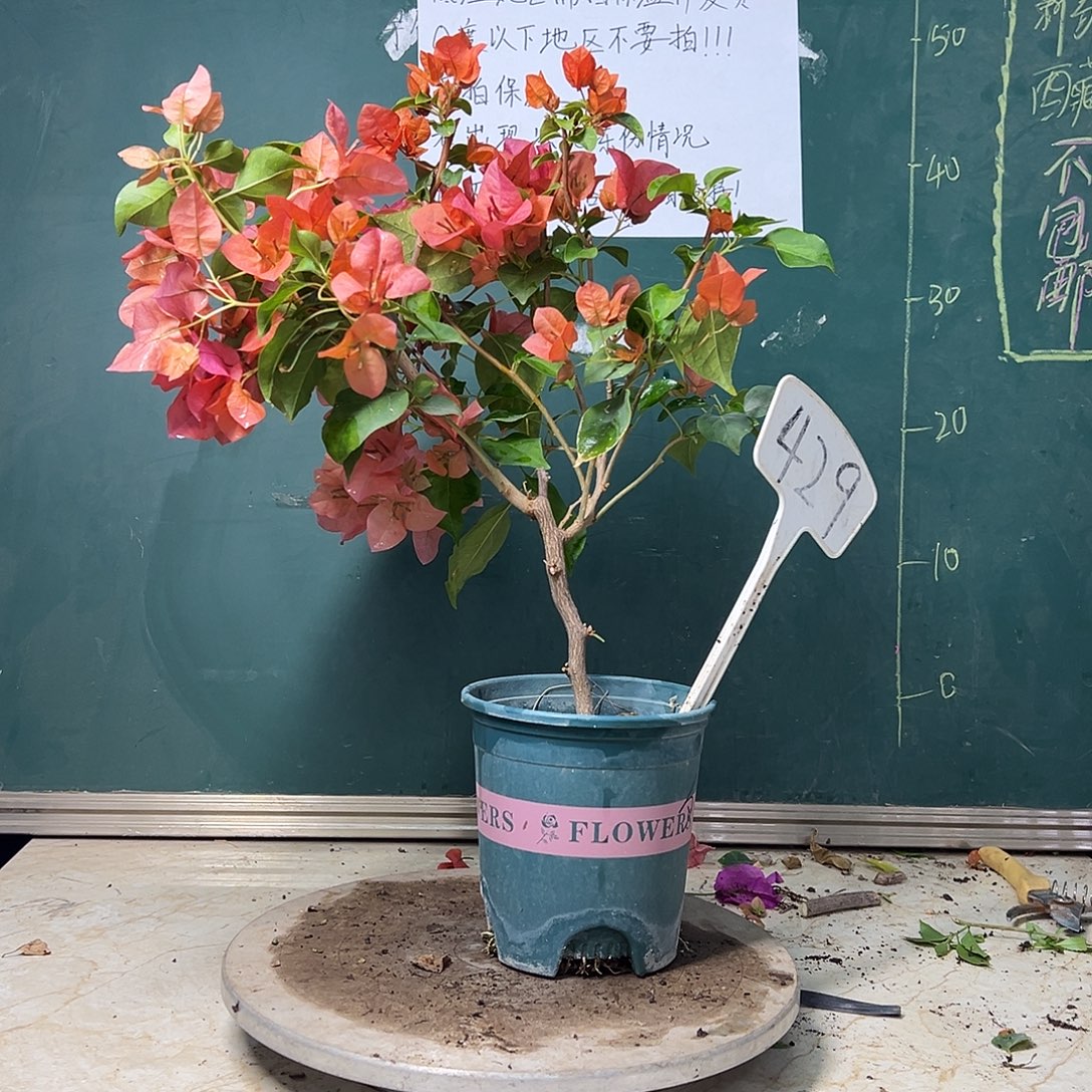 完全开放  福利  暗斑夕阳红  429