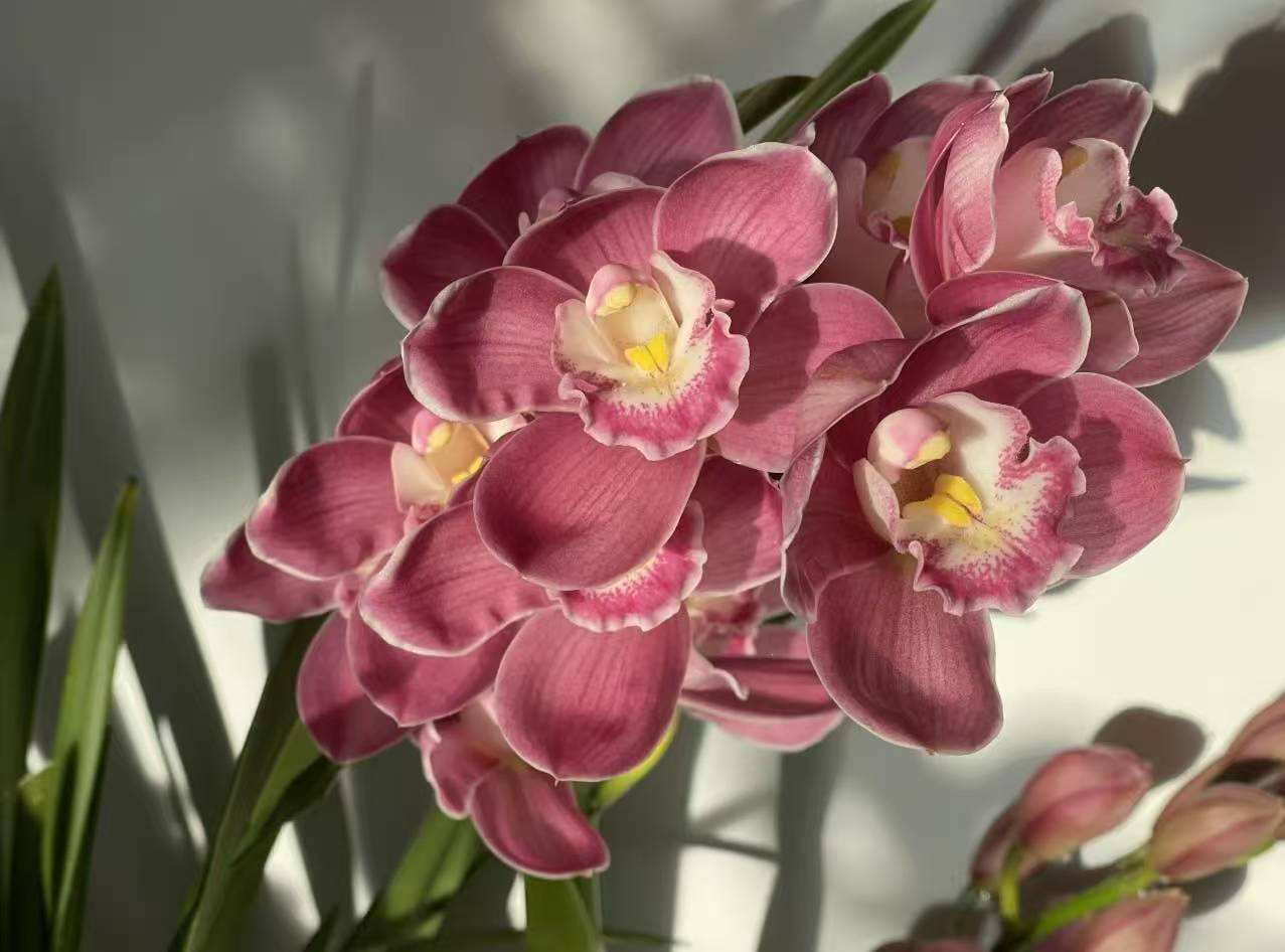 大花惠兰—绣球花