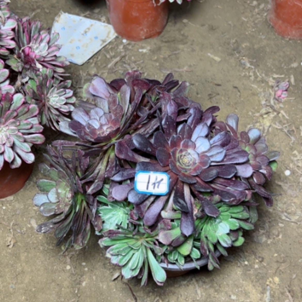 【闪购商品】多肉植物阴阳41