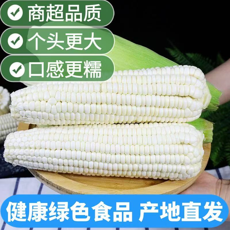新鲜采摘香甜白糯玉米带壳可煮可蒸代餐蔬菜