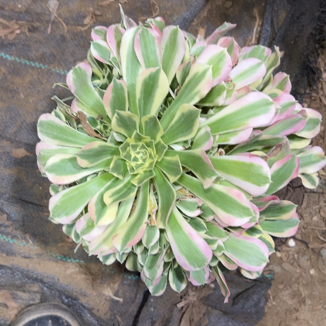 多肉369植物白风法师